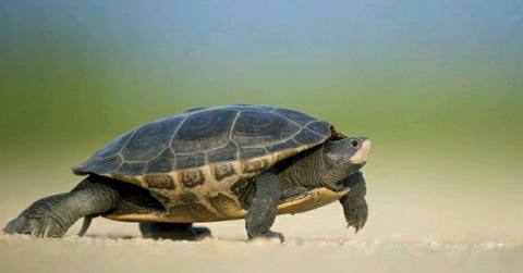 Brahmaputra-Express-Turtles-Animal