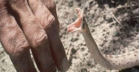 snake bite increased in Bihar
