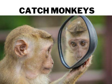 Catch monkeys
