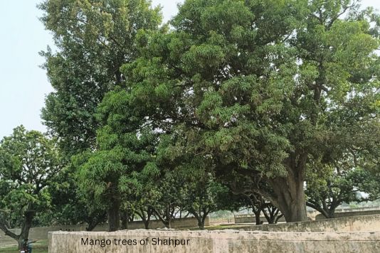 Mango trees of Shahpur - पूछ रहे है लोग सरकारी आम कब होगा नीलाम ?